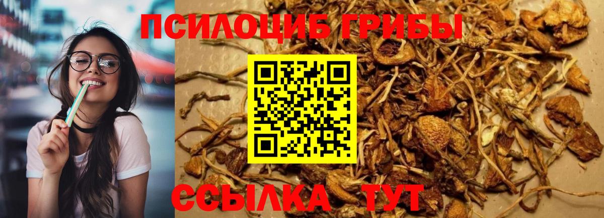 Галлюциногенные грибы Psilocybine cubensis Санкт-Петербург